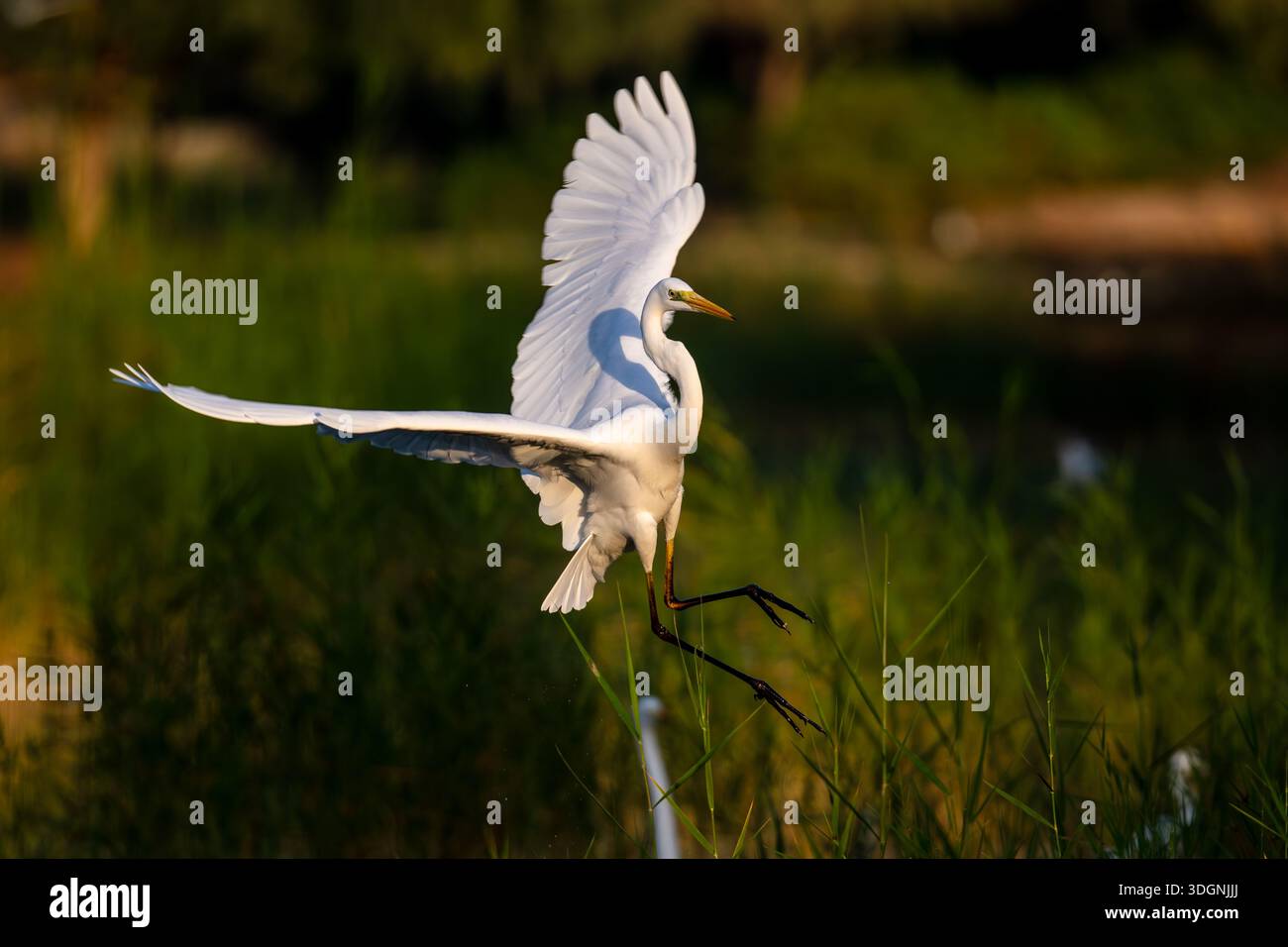 Great Egret, Ardea alba, also known as the common egret, large egret, great white egret, or great white heron Stock Photo