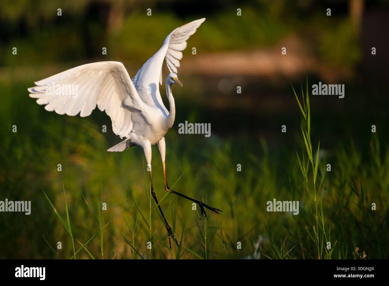 Great Egret, Ardea alba, also known as the common egret, large egret, great white egret, or great white heron Stock Photo