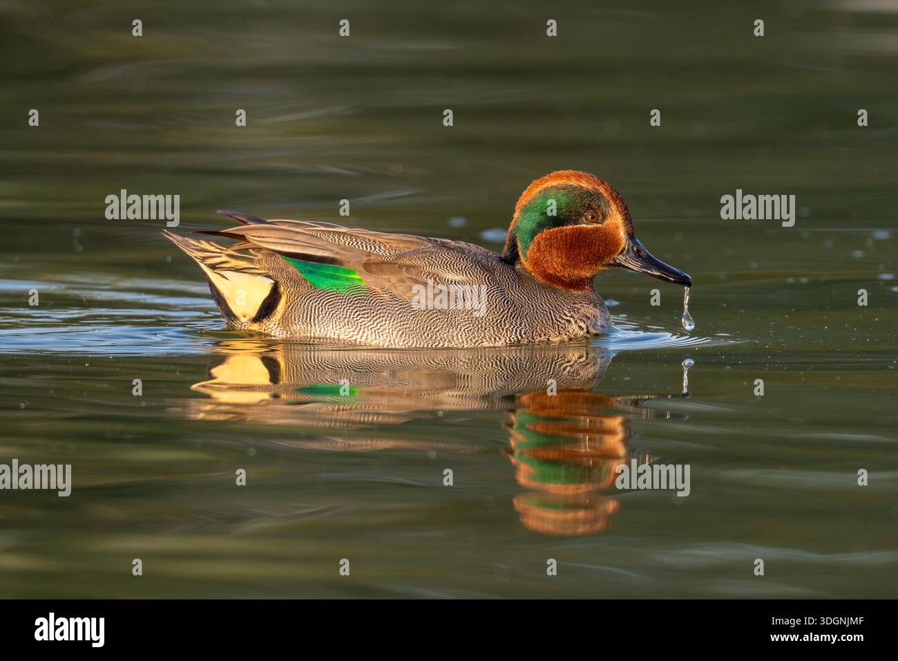 Eurasian teal, common teal, or Eurasian green-winged teal, Anas crecca, Stock Photo