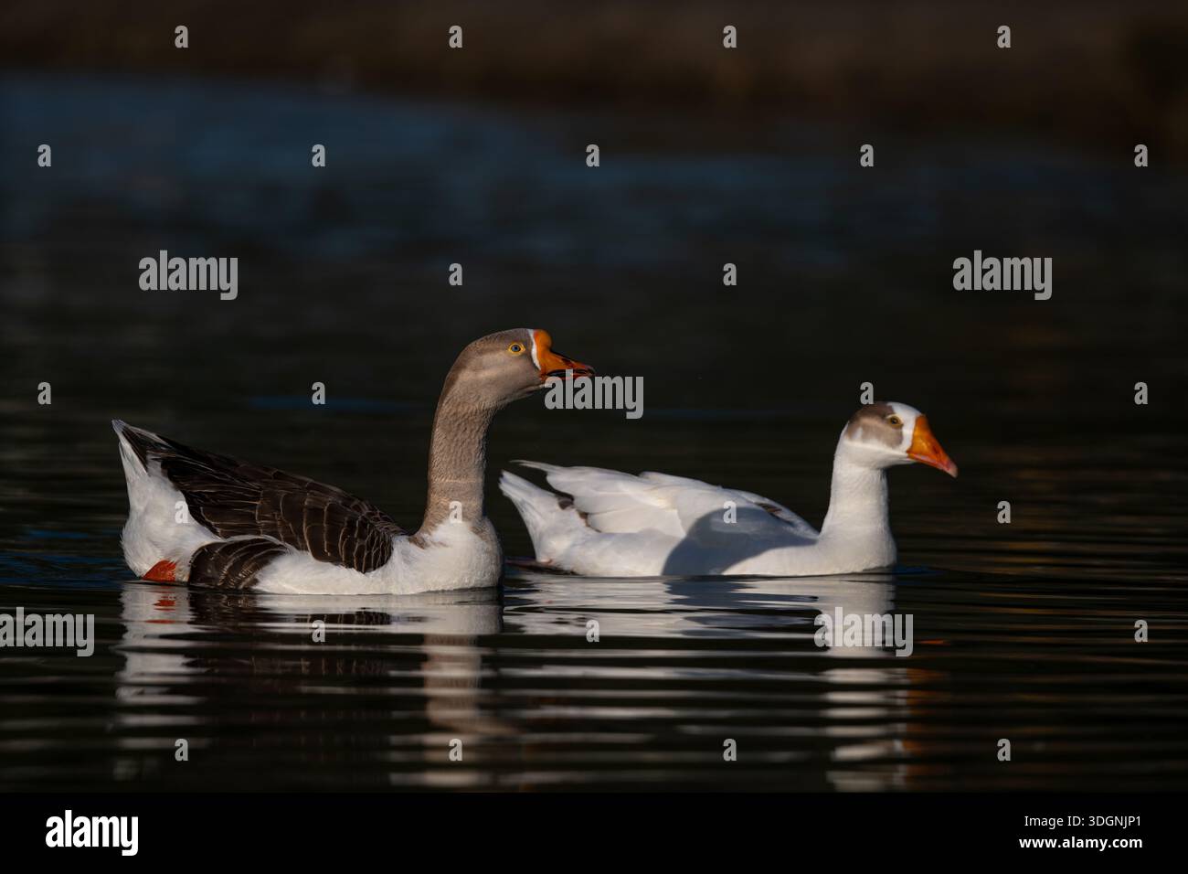 Pair of greylag geese, Anser anser Stock Photo