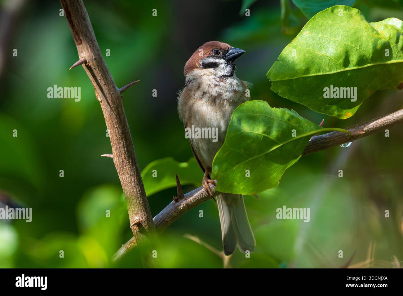 Eurasian tree sparrow, Passer montanus, Stock Photo