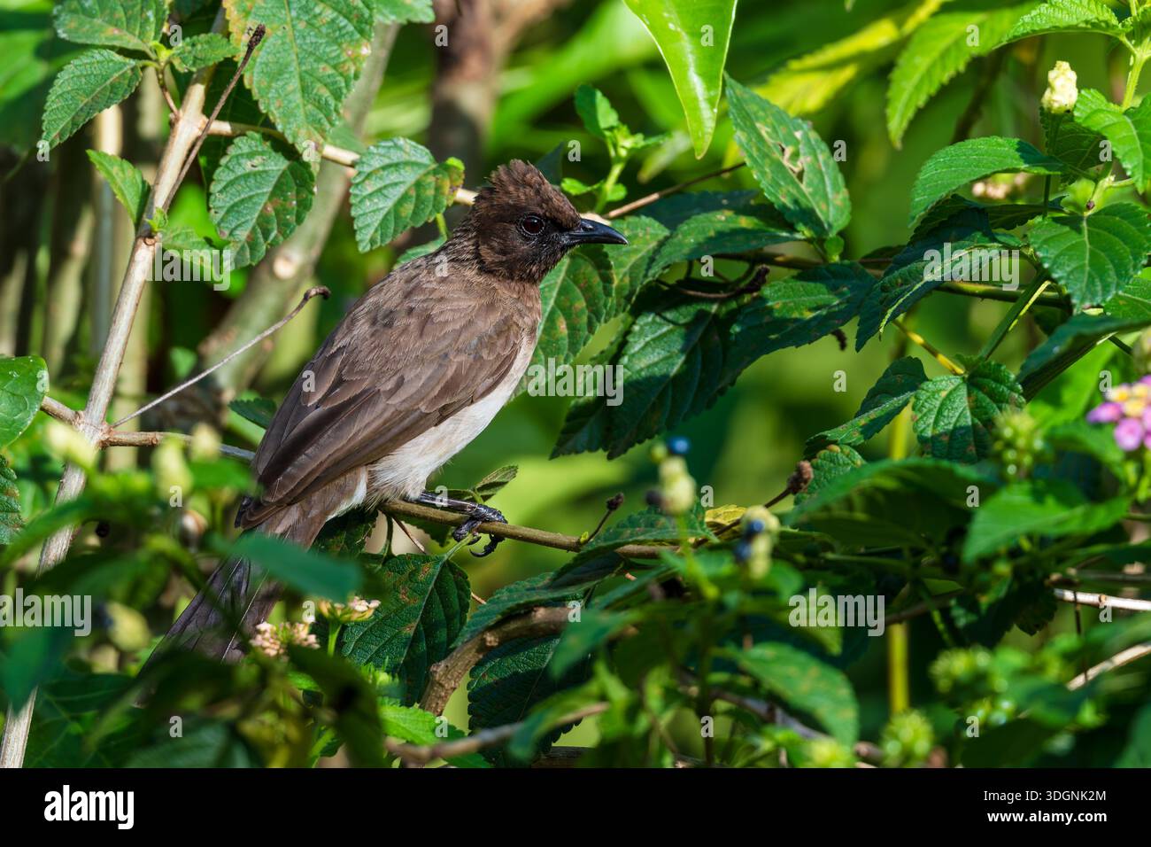 Common bulbul, Pycnonotus barbatus Stock Photo