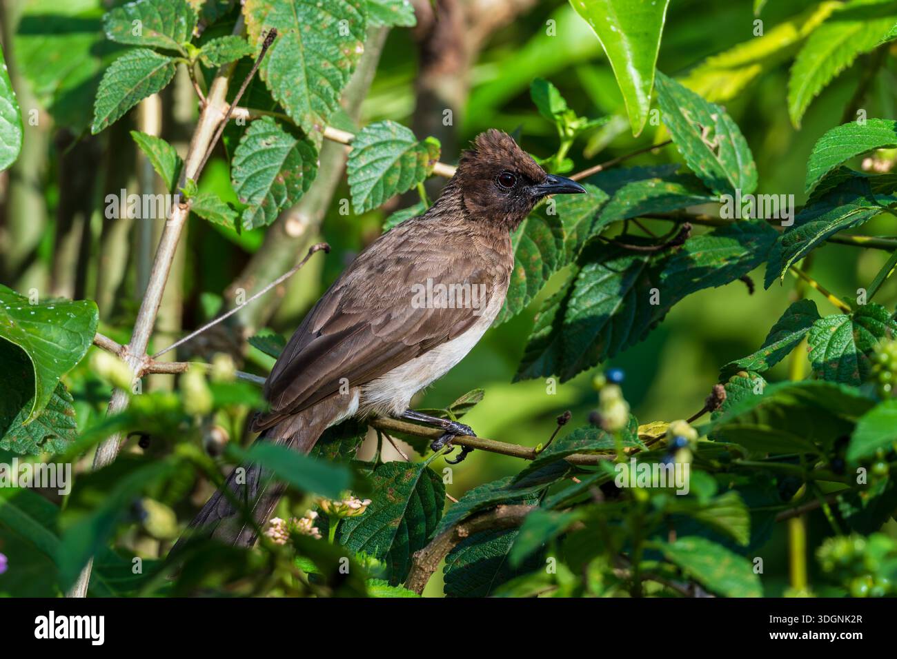 Common bulbul, Pycnonotus barbatus Stock Photo