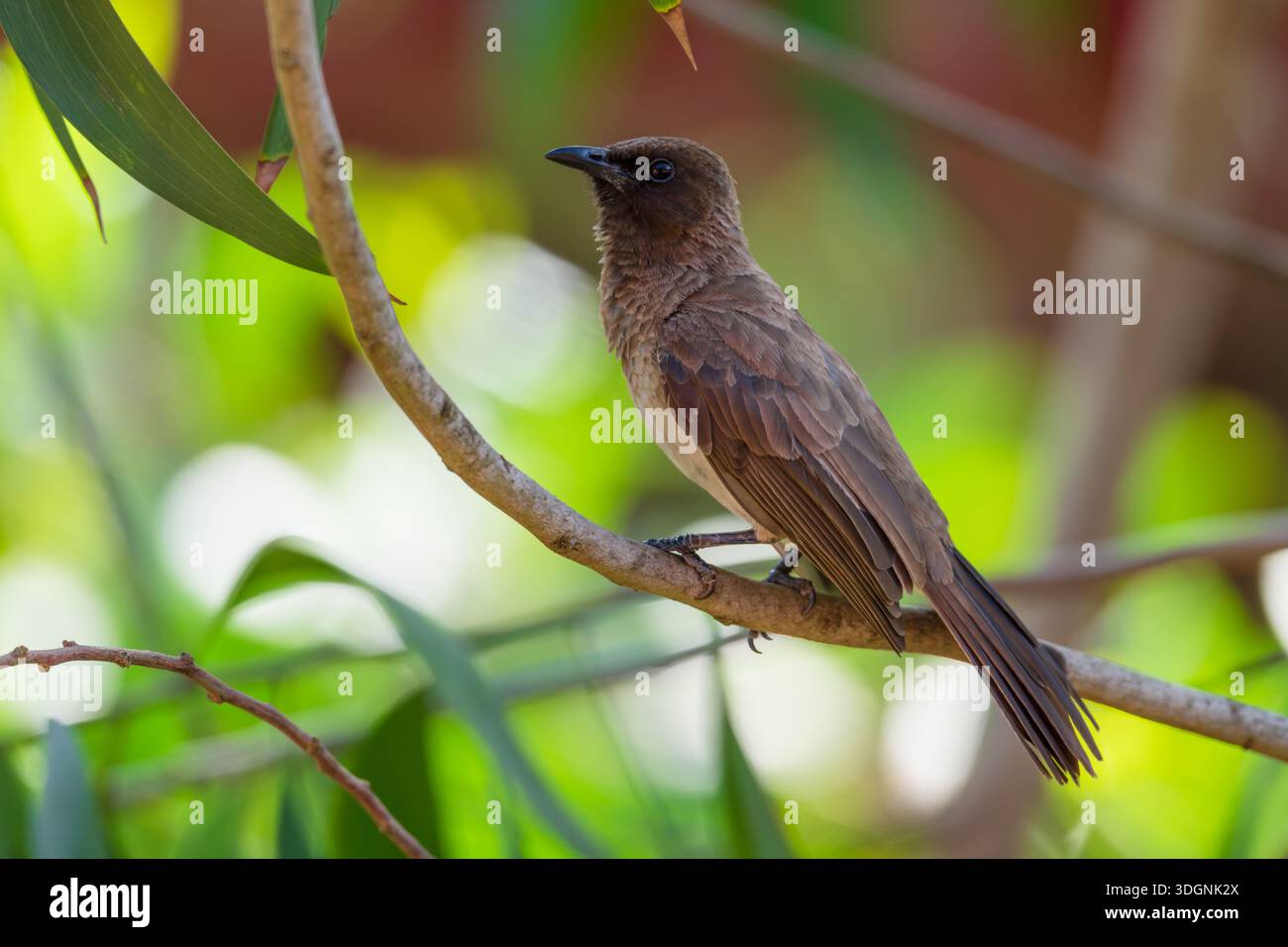 Common bulbul, Pycnonotus barbatus Stock Photo