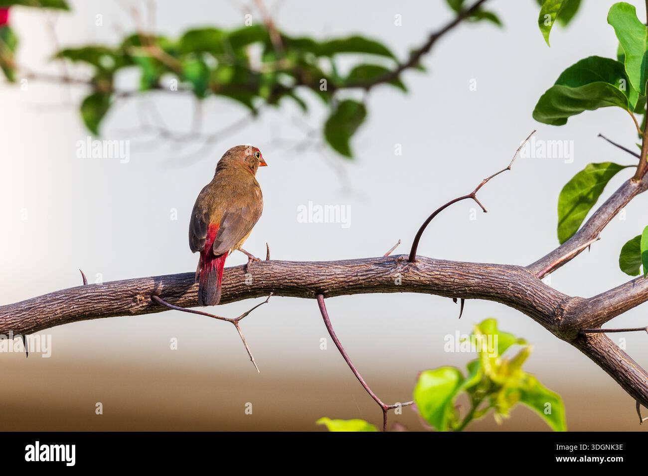 Red-Billed Firefinch, Senegal firefinch. Lagonosticta senegala. female Stock Photo