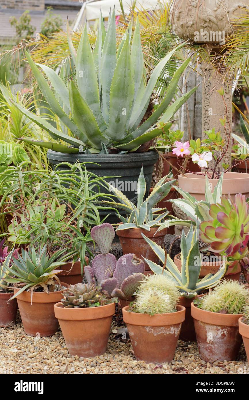 Display of cacti and succulents in containers, outdoors in summer. UK Stock  Photo - Alamy