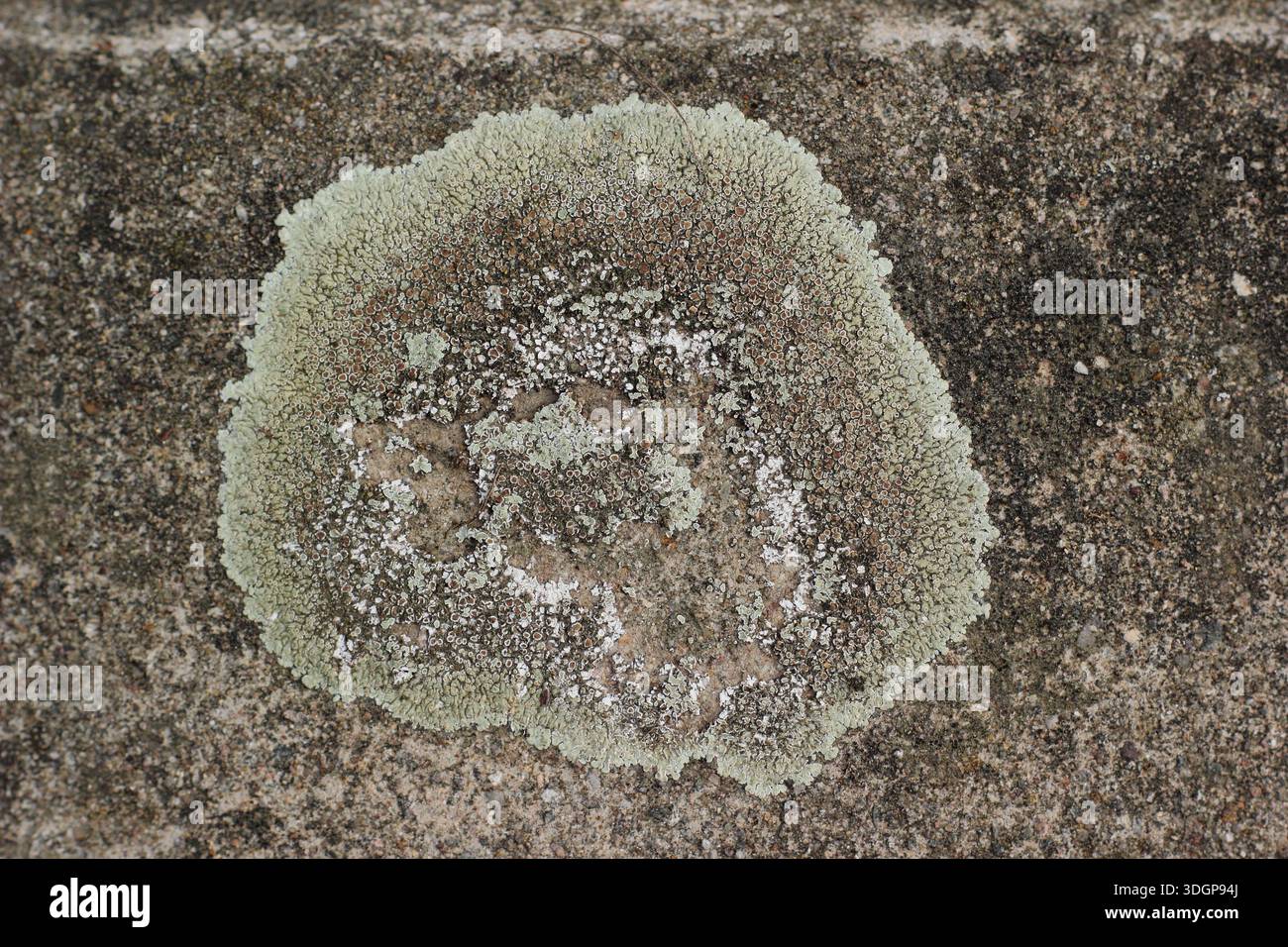 Lecanora campestris. Lichen growing on  concrete roadside kerb in East Anglia. UK. Circular colony, common and widespread throughout the UK Stock Photo