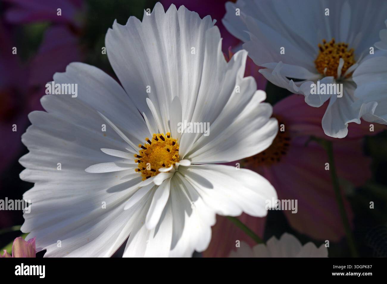 White frilly edged cosmos hi-res stock photography and images - Alamy