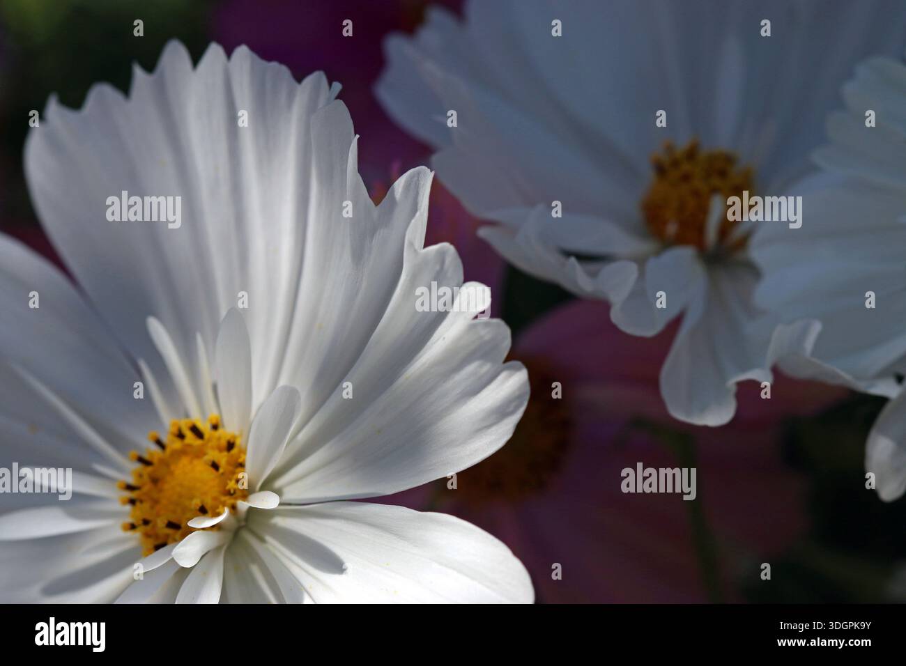 White frilly edged cosmos hi-res stock photography and images - Alamy