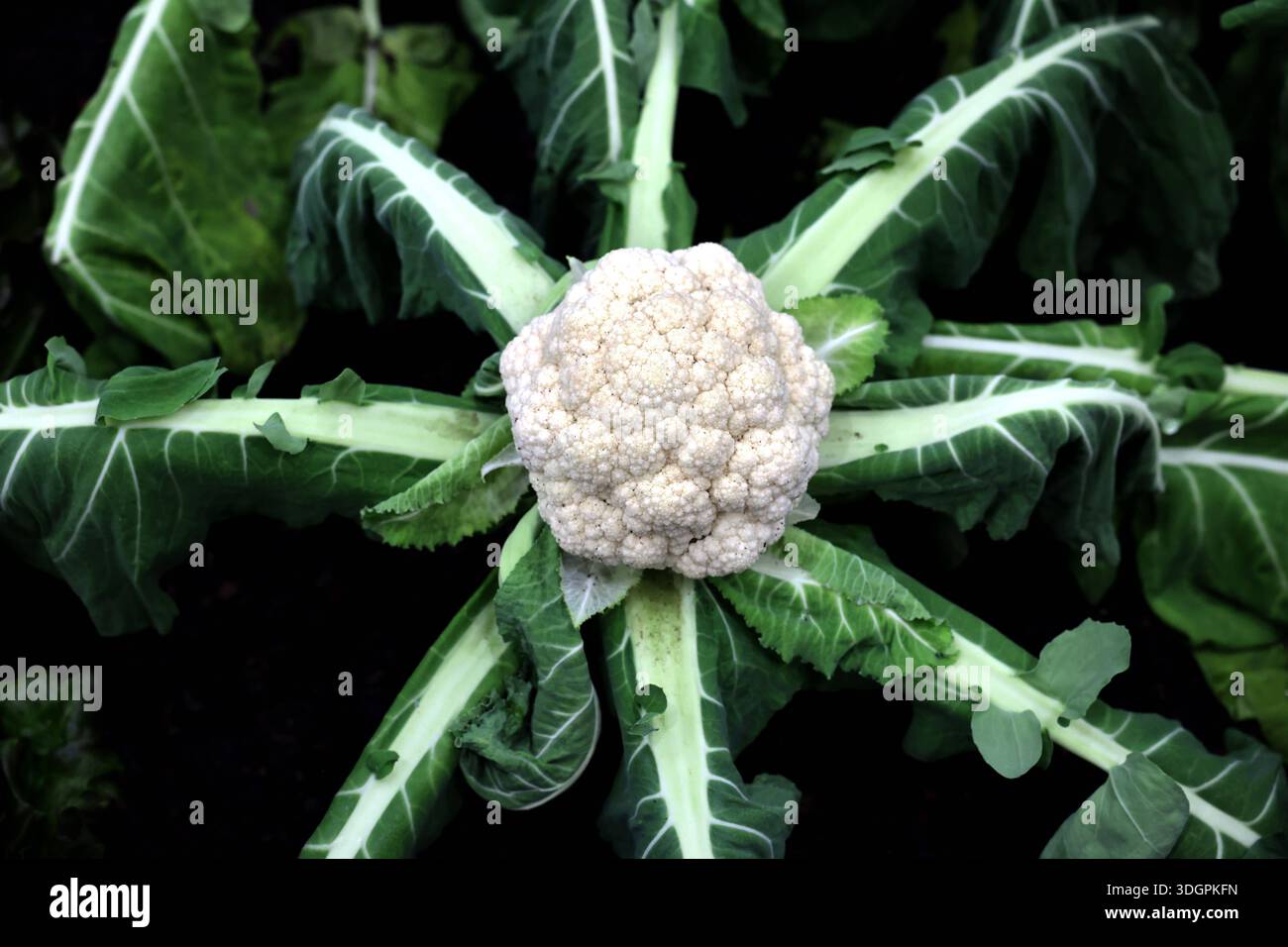 17.01.2026, Berlin - Deutschland. Blumenkohl. *** 17 01 2026, Berlin ...
