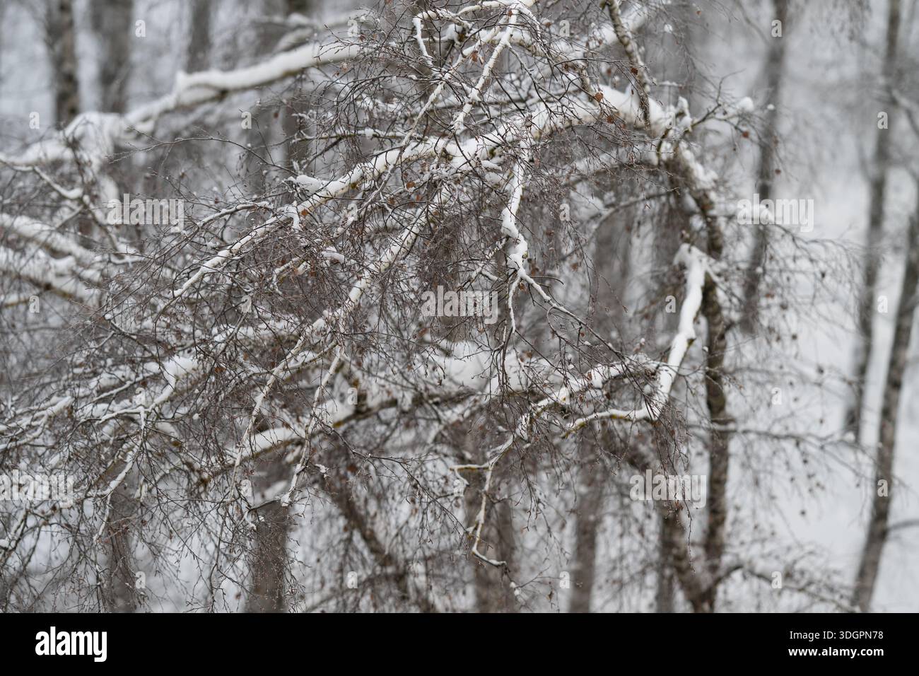 frosted tangled birch branches closeup, dense interlaced twigs creating abstract pattern, high detail bark and seed clusters, crisp winter clarity, te Stock Photo