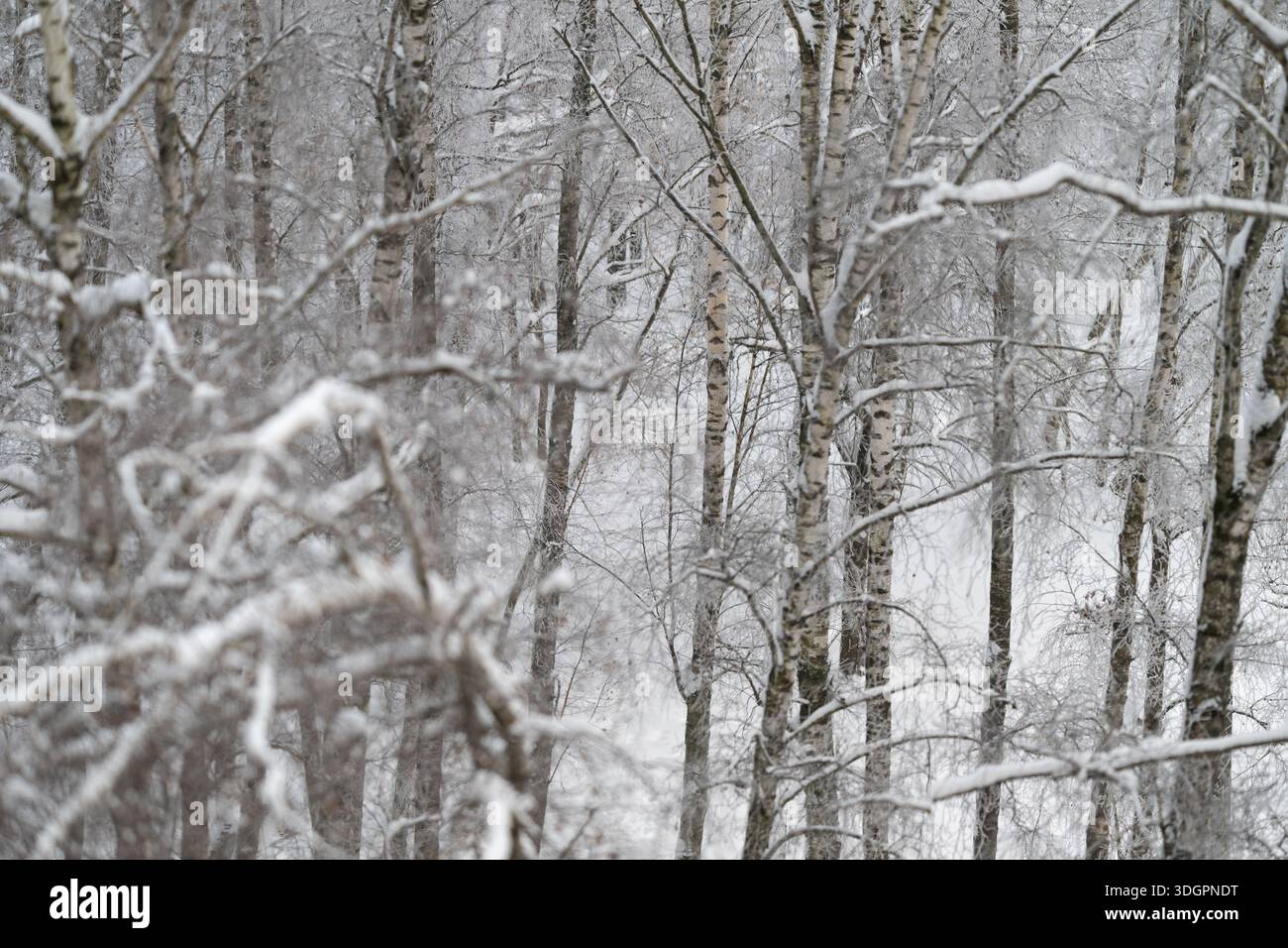 Snowcovered birch trunks and branches, blurred forest backdrop, light snowfall, muted monochrome tones, textured bark details, serene contemplative at Stock Photo