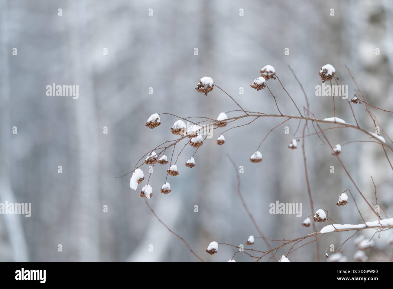 Elegant arching stems hi-res stock photography and images - Alamy