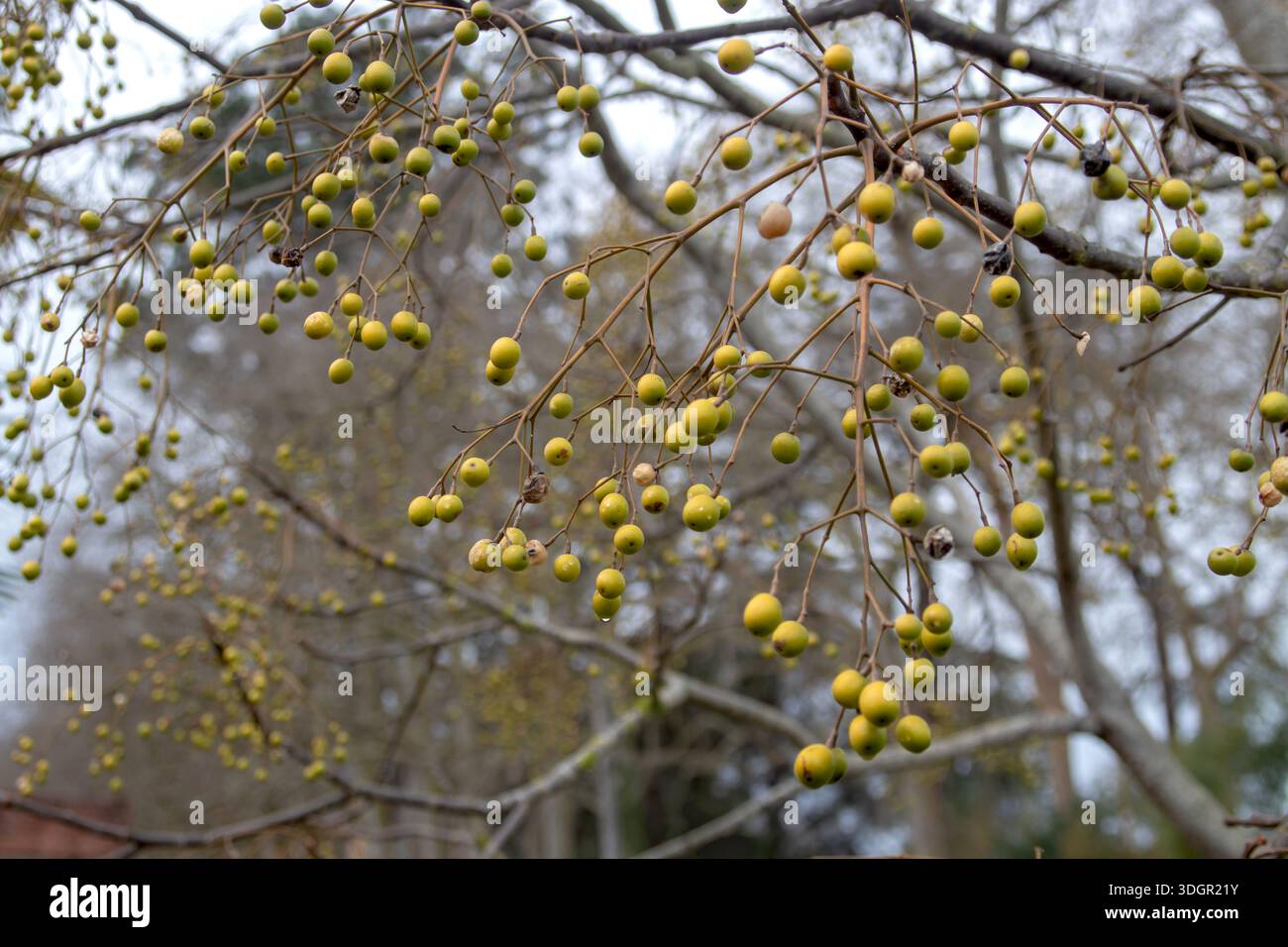 Melia azedarach tree with yellow-green ripe drupes in early winter ...