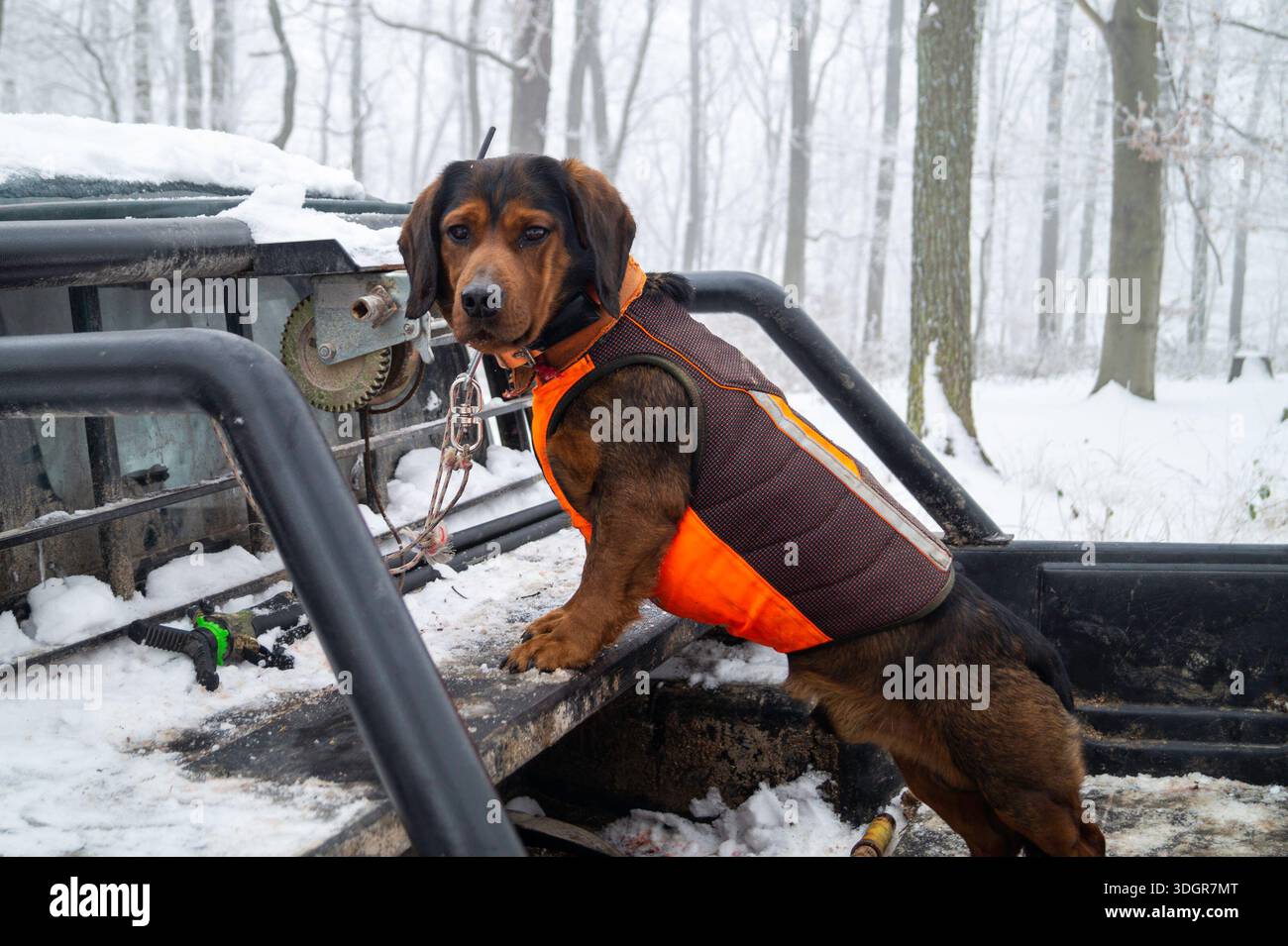 Alpine dachsbracke hi-res stock photography and images - Alamy