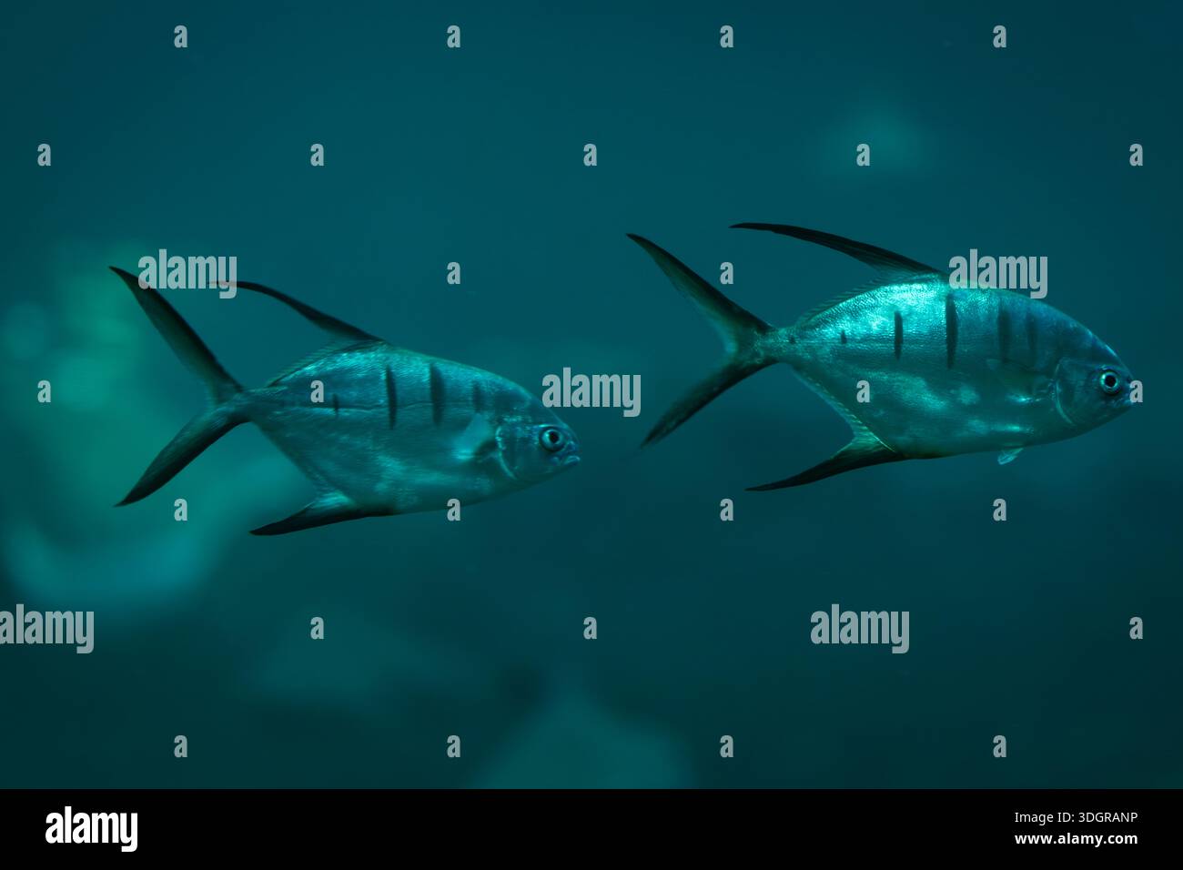 Two palometa fish swimming side by side in clear blue ocean water. Elegant palometa fish gliding through the deep blue sea in a calm underwater scene. Stock Photo