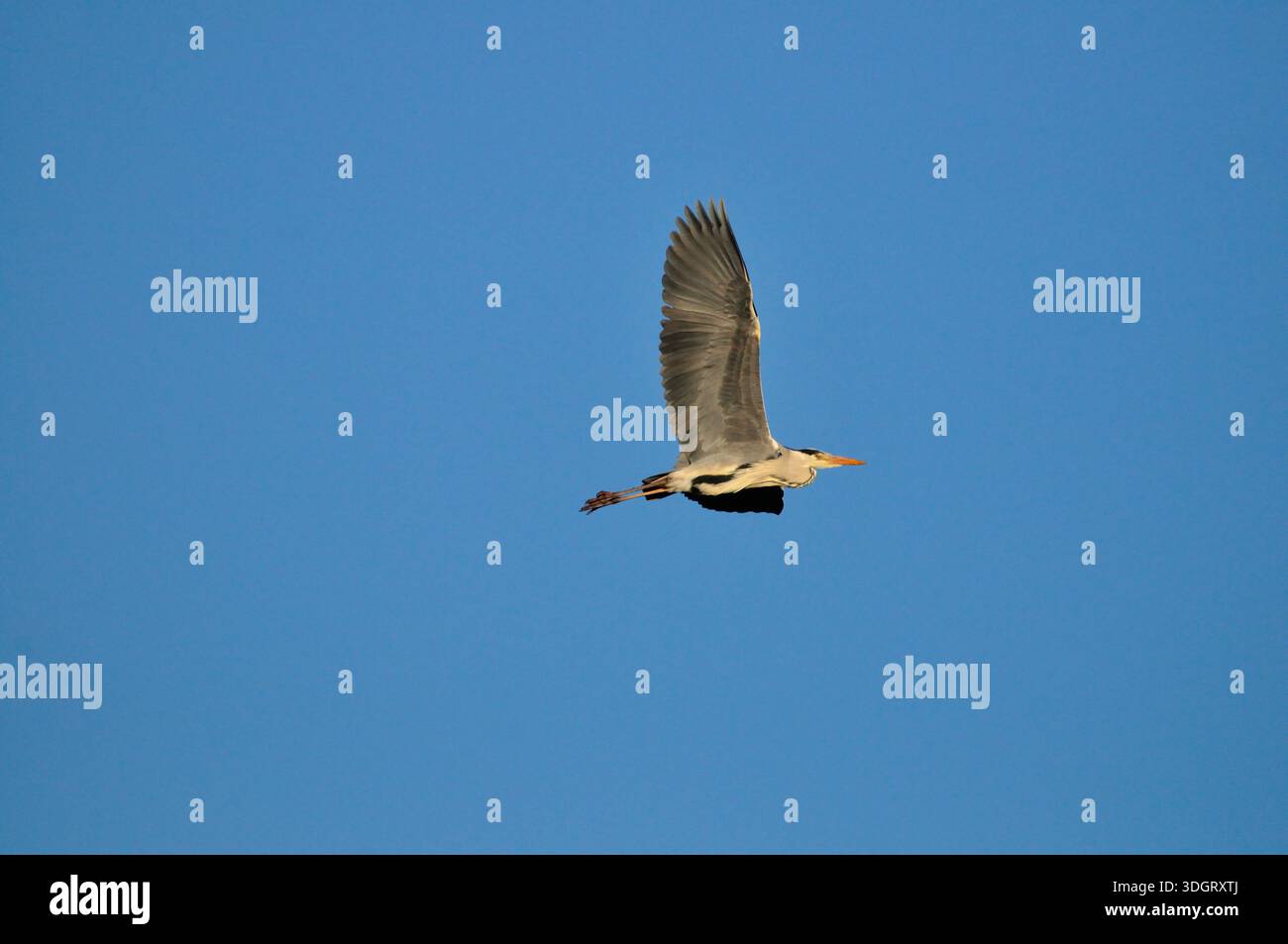 Grey Heron (Ardea cinerea) flying in the blue sky Stock Photo