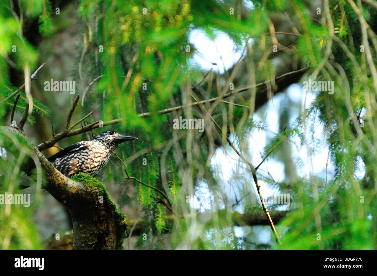 Nothern nutcracker (Nucifraga caryocatactes) sitting on a branch in tree canopy Stock Photo