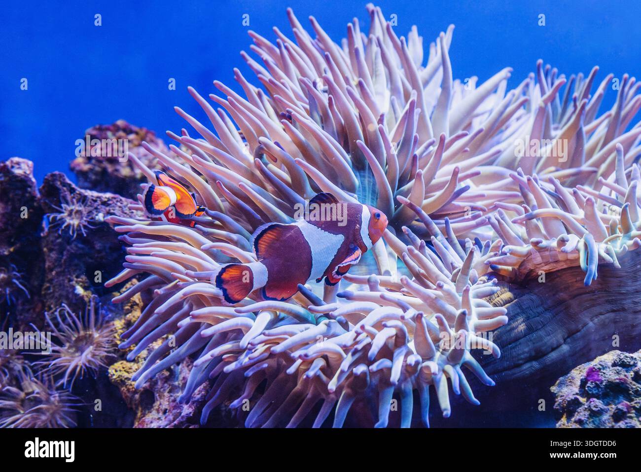 Heteractis magnifica and Clownfishes or Amphiprion ocellaris in aquarium Stock Photo