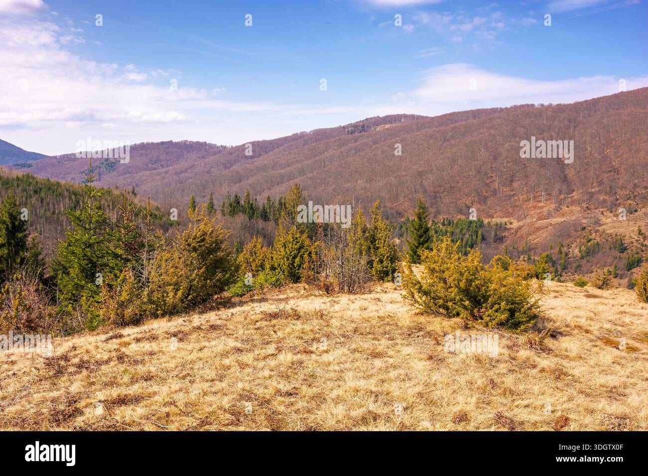 carpathian mountains in early spring. tree stumps on rolling hills. forest clearing. deforestation landscape under blue sky. green environment sustain Stock Photo