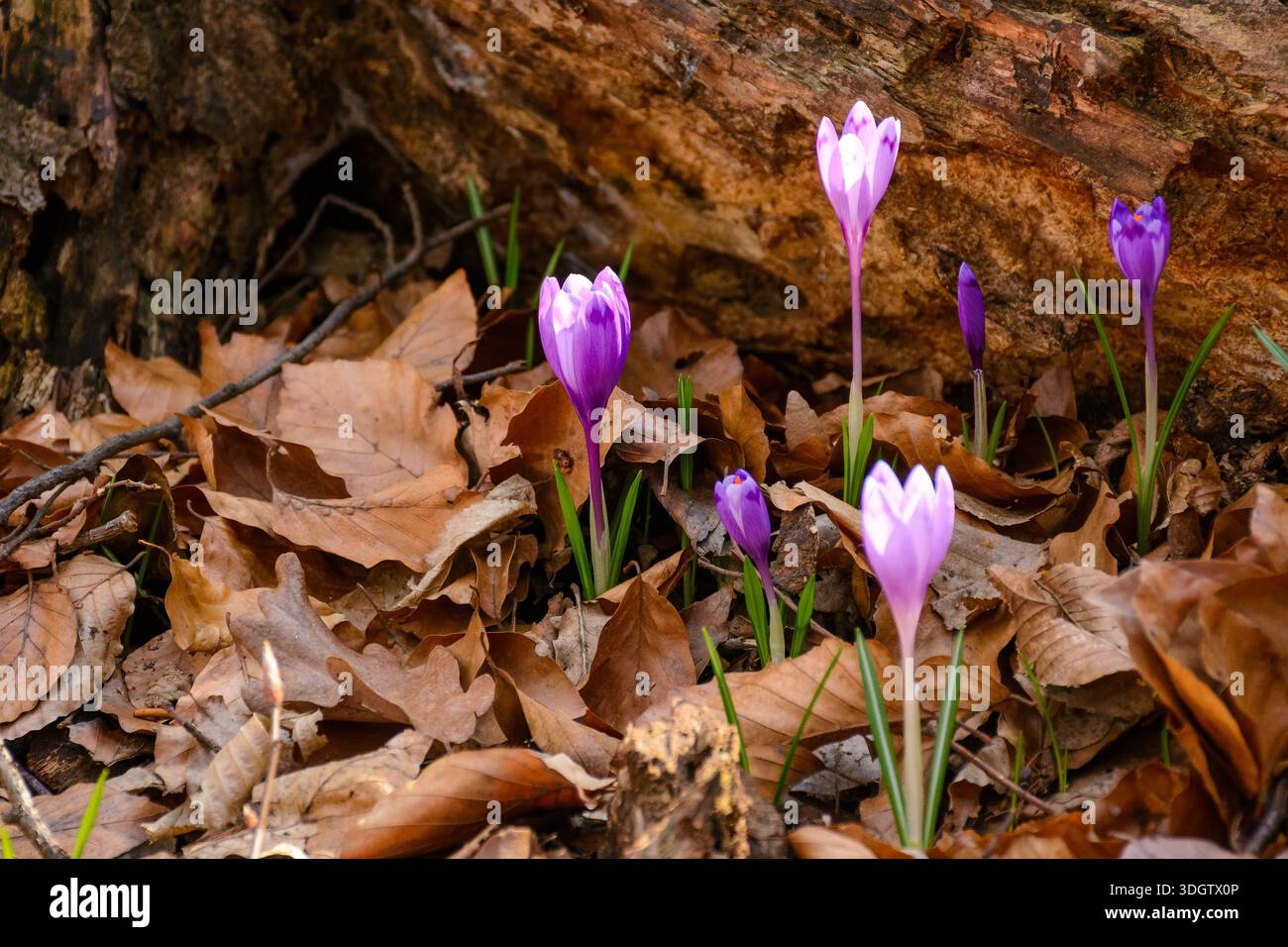 purple crocus flowers close up view. early spring blooming near dry stump in forest. beautiful nature background of transcarpathia for holiday season. Stock Photo