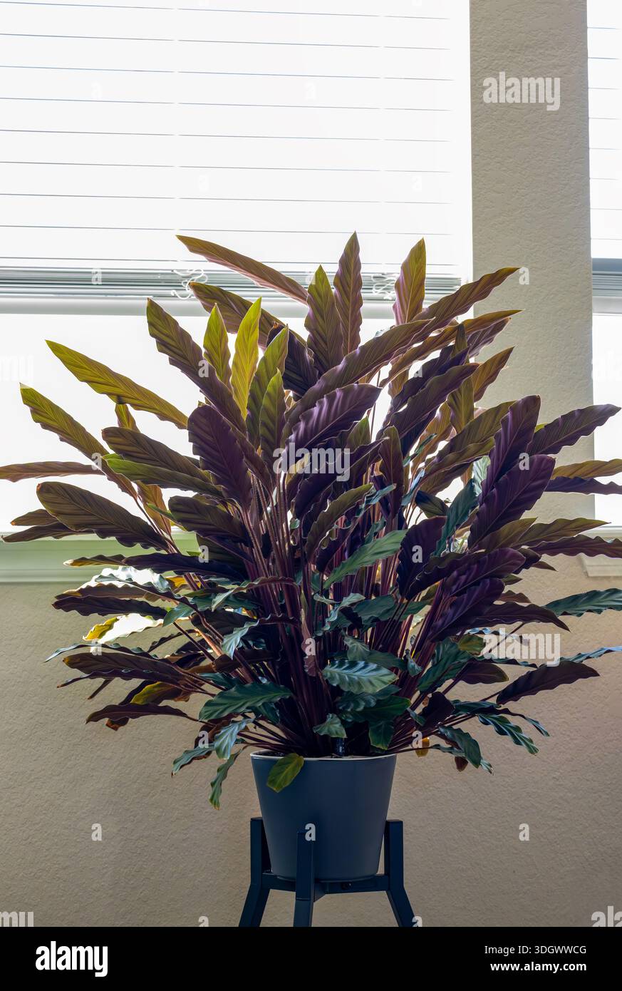 dracena sunray Dracaena marginata main image 0