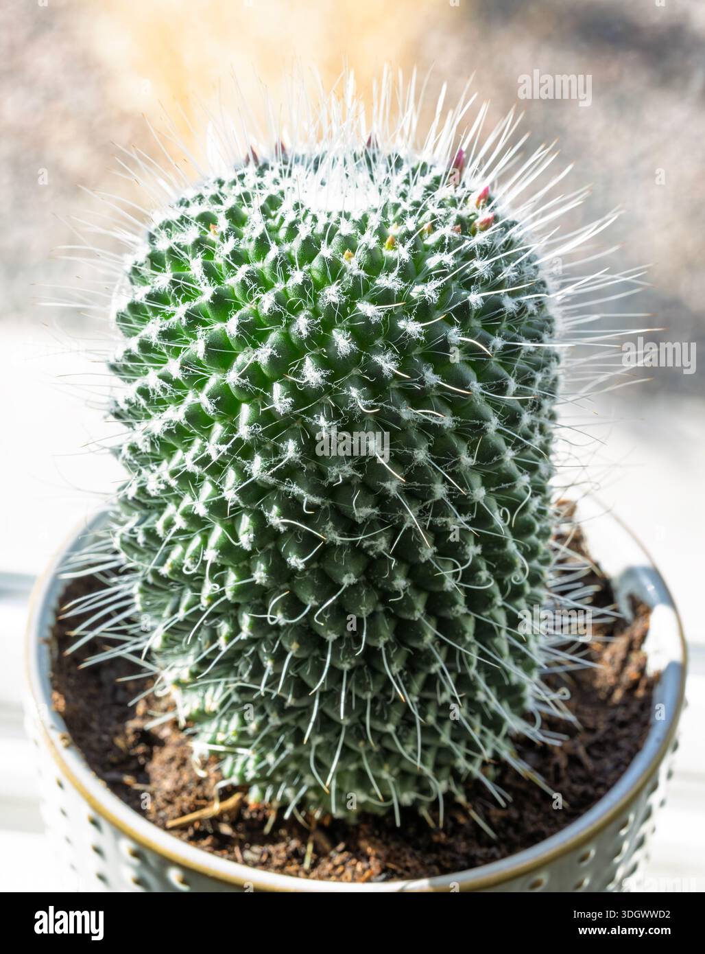 Mammillaria spinosissima known as the spiny pincushion cactus, Beehive  cactus, Spinystar is a flowering cacti. Used for an ornamental purpose  Stock Photo - Alamy