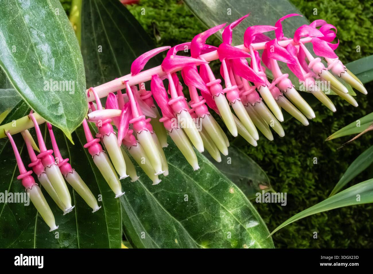 Vibrant neotropical blueberry (Cavendishia grandifolia) blossoms at the Atlanta Botanical Garden in Atlanta, Georgia. (USA) Stock Photo