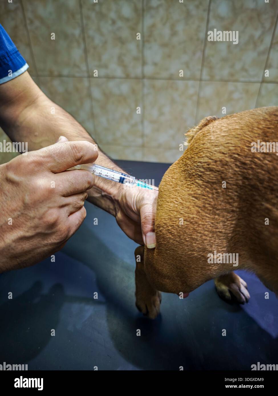 Veterinarian administering injection dog hi-res stock photography and ...