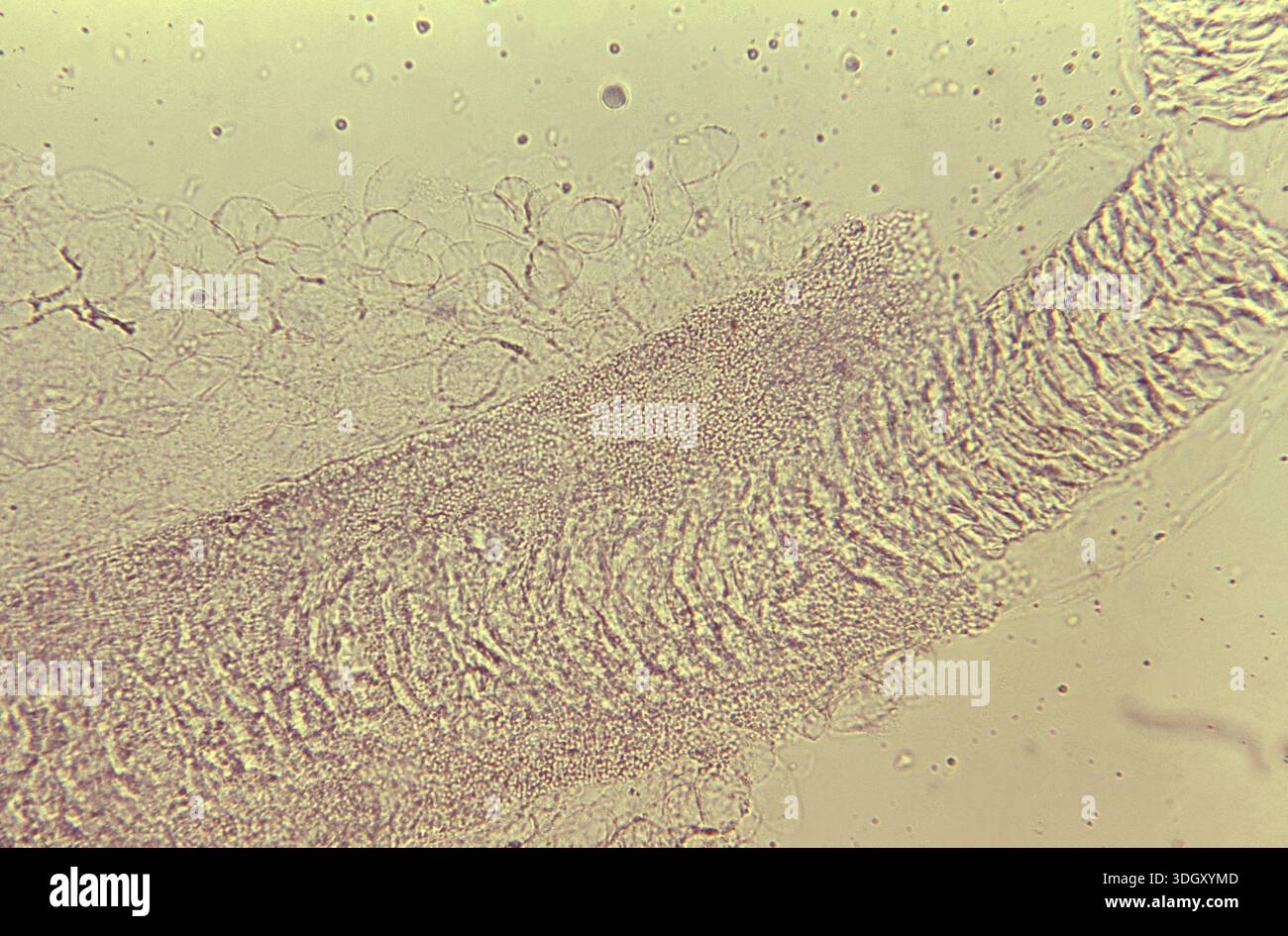 Photomicrograph at 200X shows a guinea pig hair specimen prepared with ...