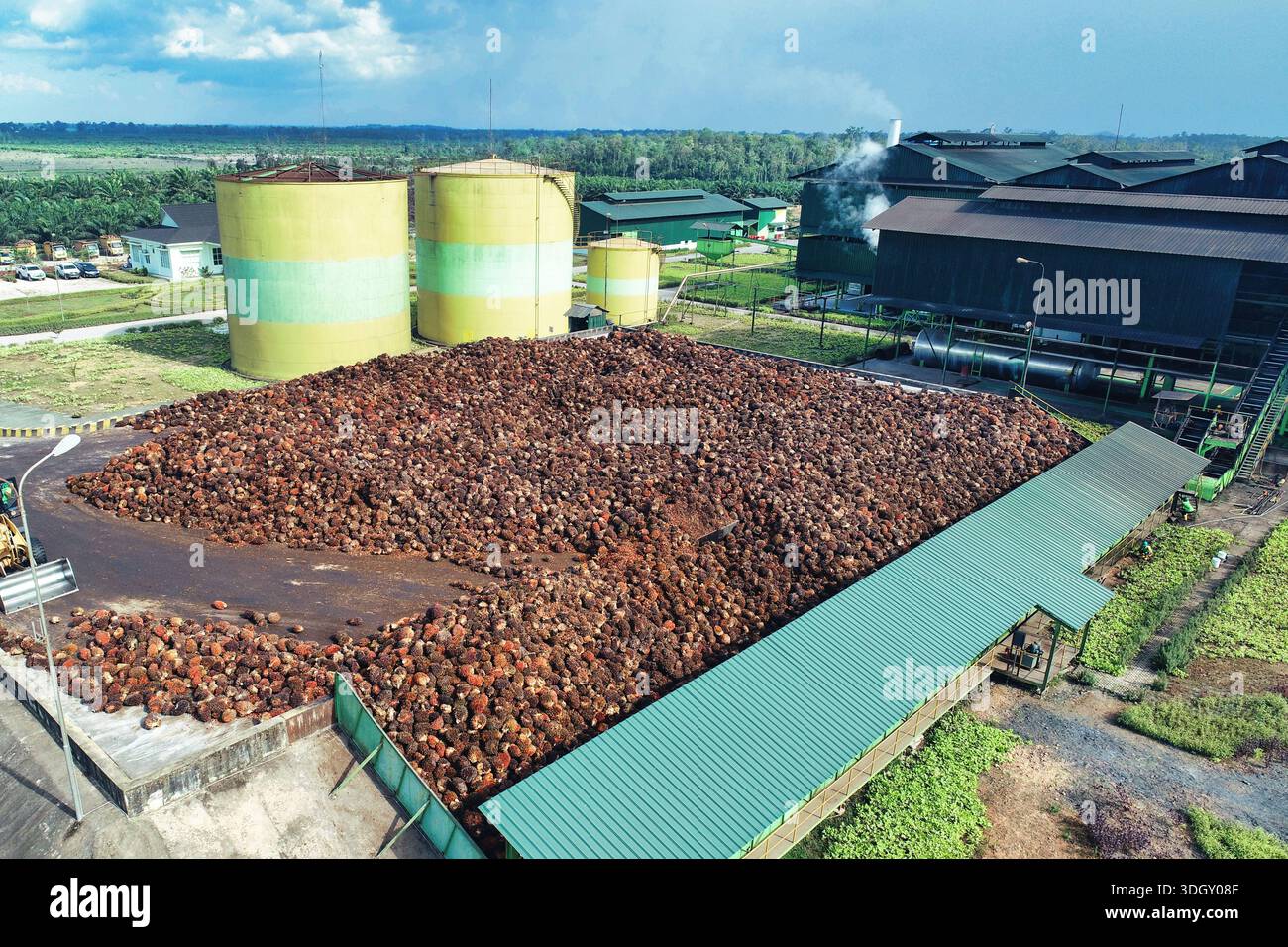 Palm oil harvest logistics workers hi-res stock photography and images ...