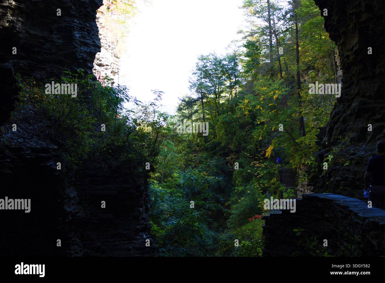Forest path leading revealing view hi-res stock photography and images ...