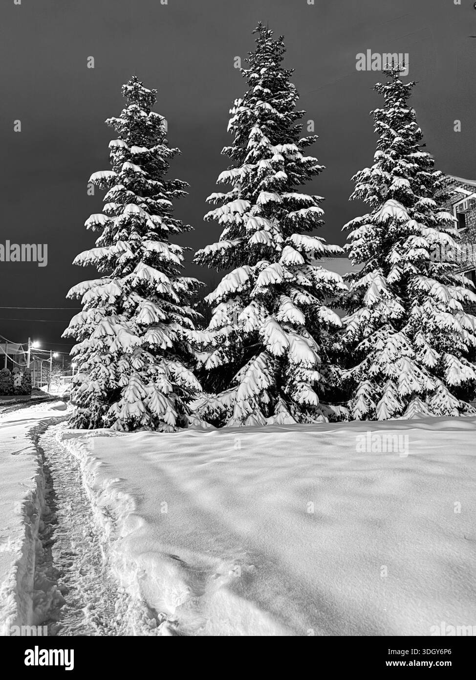 Conifers trees snow sun Black and White Stock Photos & Images - Alamy