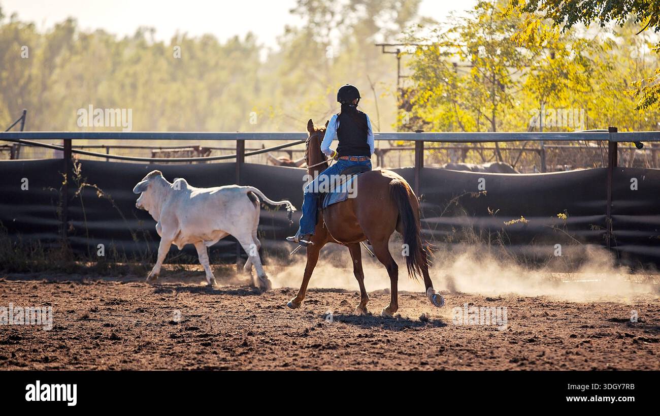 Cowgirl herding cattle hi-res stock photography and images - Alamy
