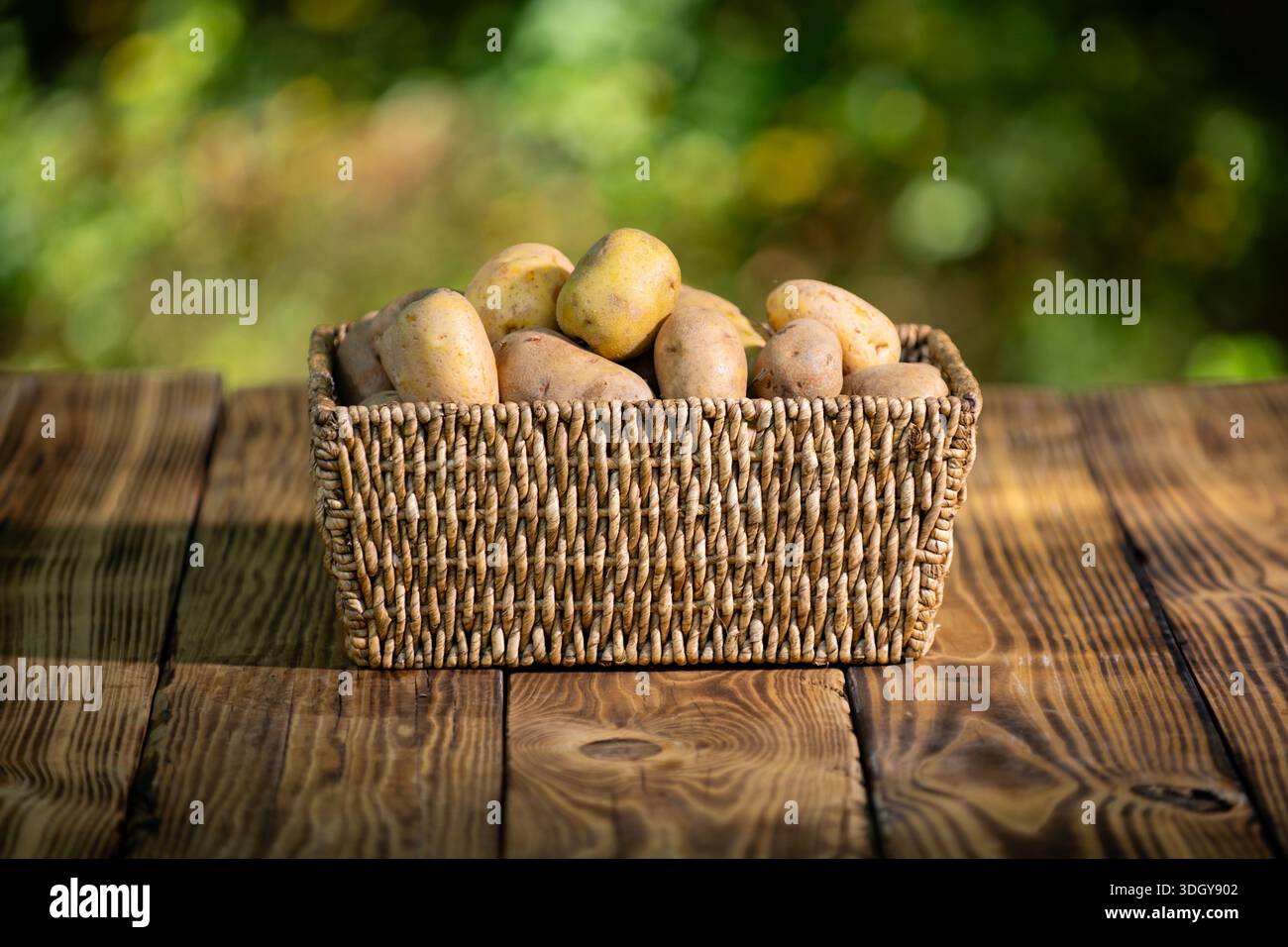 Table Potatoes Potatoes in basket on wooden table. Potatoes from farm outdoor. Natural ...