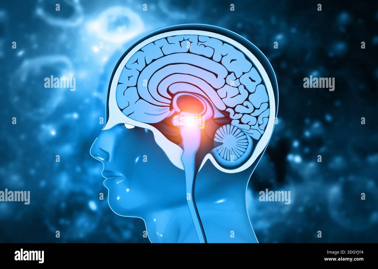 Human head cross section anatomy. 3d illustration Stock Photo - Alamy