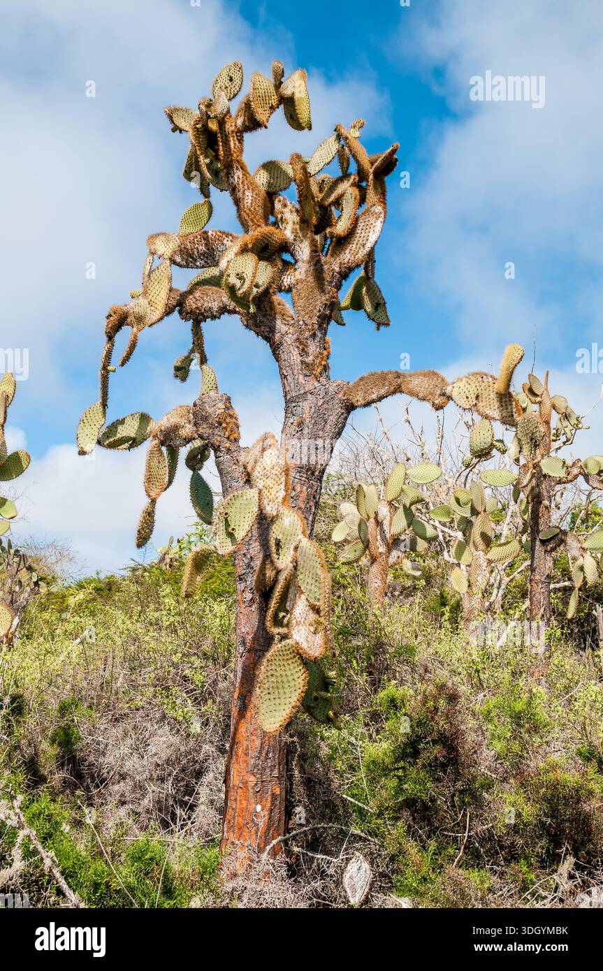 Galapagos santa cruz cactus hi-res stock photography and images - Alamy