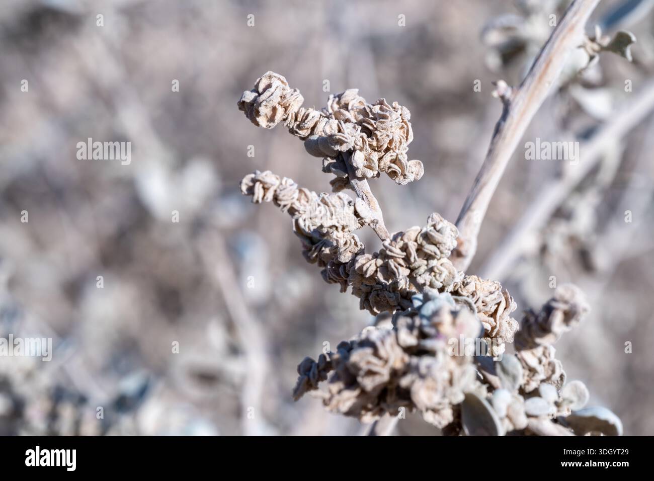 Dried infructescence of jointed anabasis (Anabasis articulata), a salt ...