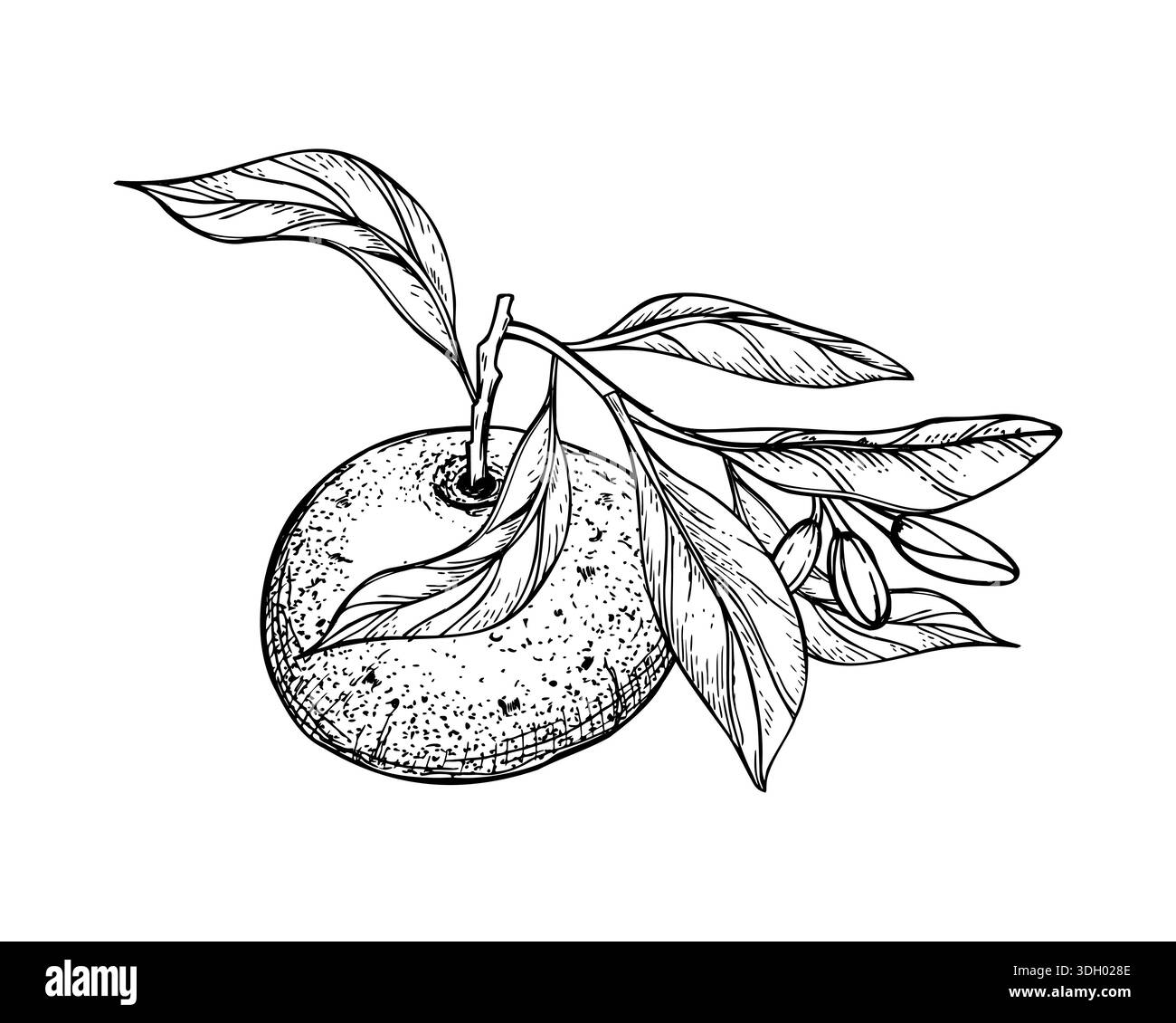 Clementine vector vectors Black and White Stock Photos & Images