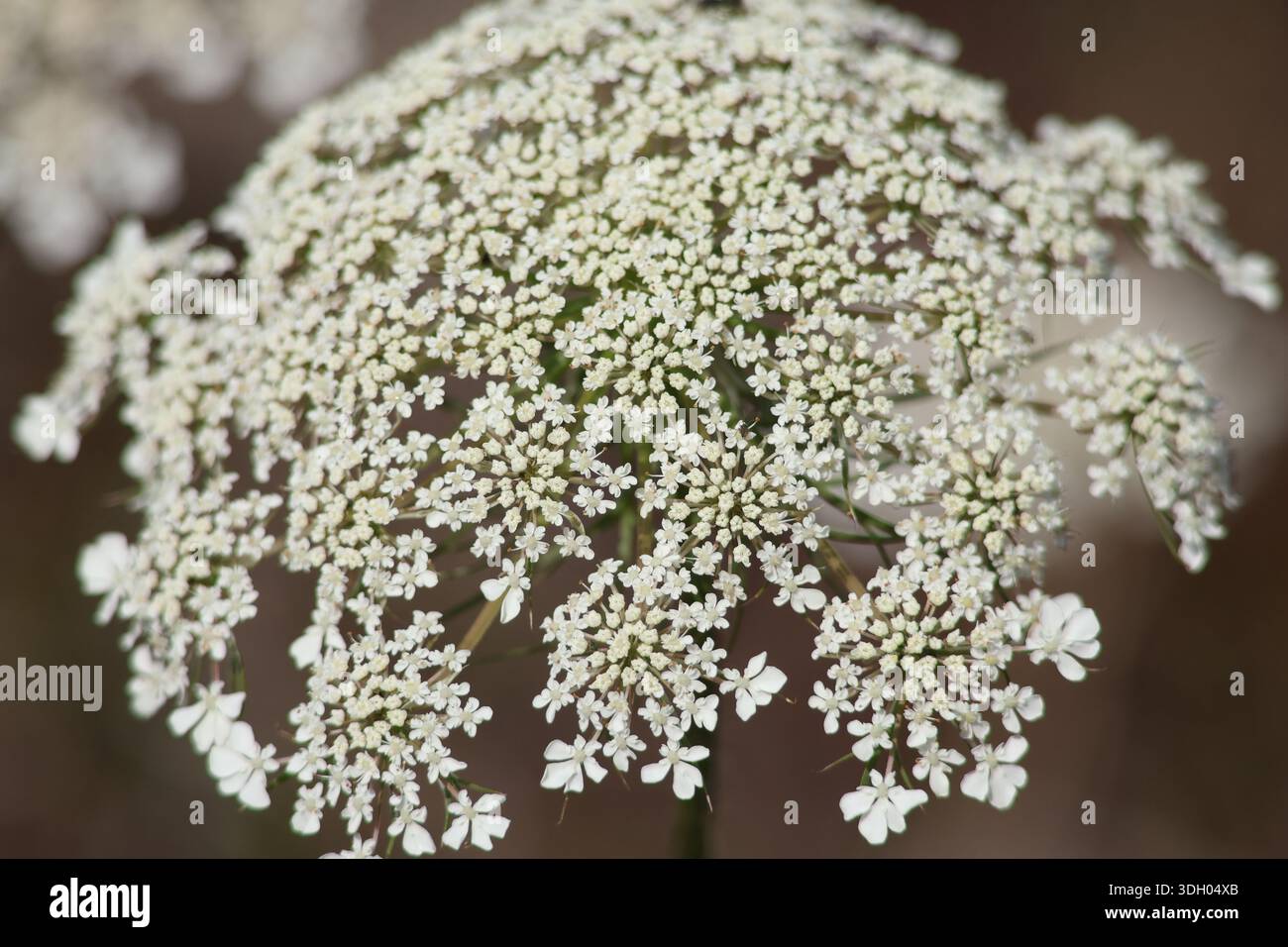 Queen Anne’s lace flowers growing along paddocks and roadsides in rural Undullah. Stock Photo