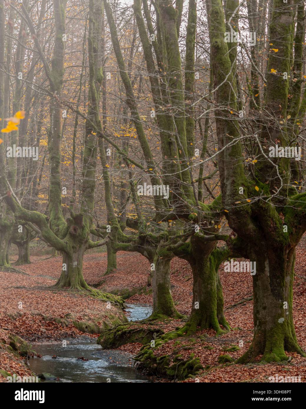 Enchanted beech forest with mossy tree trunks Stock Photo
