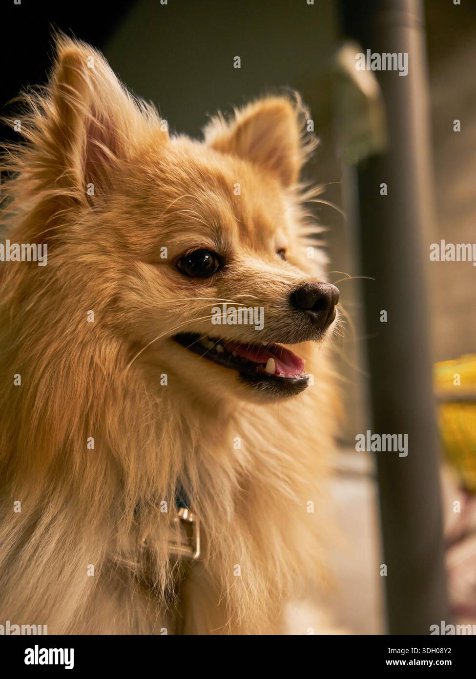 Pomeranian dog outdoors in warm light Stock Photo