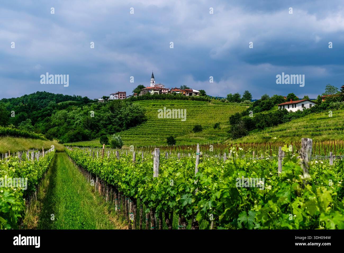 Vineyards in the foreground lead to a hilltop village with a Church under a cloudy sky in the distance in Goriška Brda wine region. Stock Photo