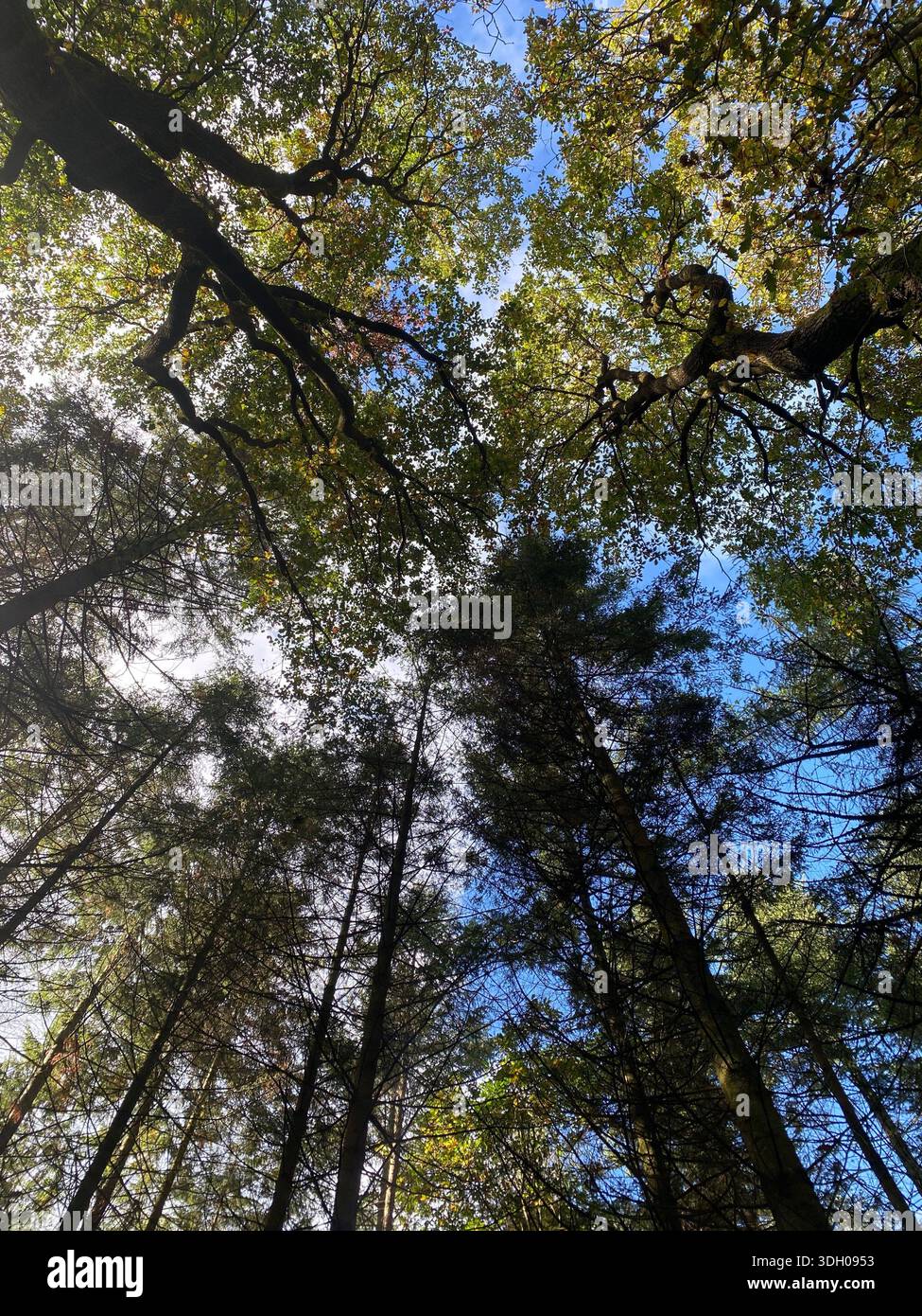 Trees all around - Smartphone Captured Stock Image