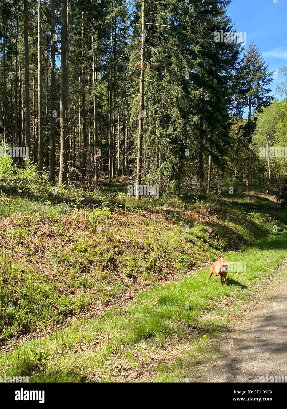 Wyre Forest - Smartphone Captured Stock Image