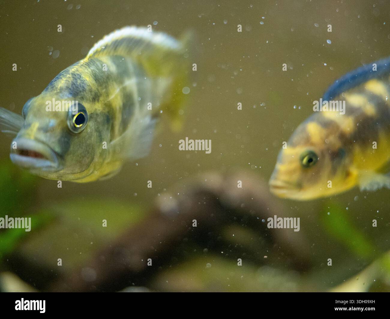 Two Nimbochromis cichlids swimming face-to-face in aquarium Stock Photo