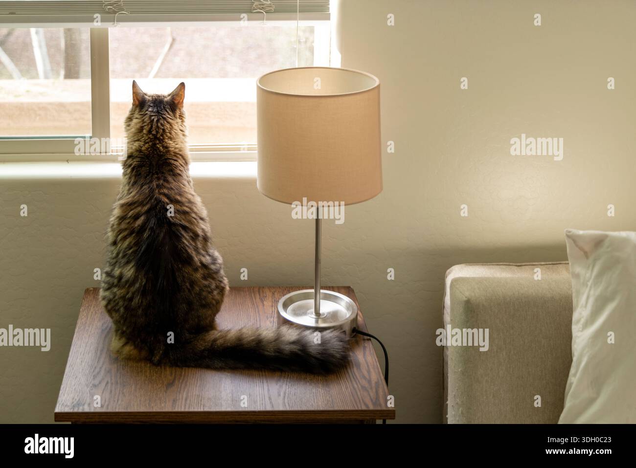 Cat looking out window sitting on table beside lamp Stock Photo