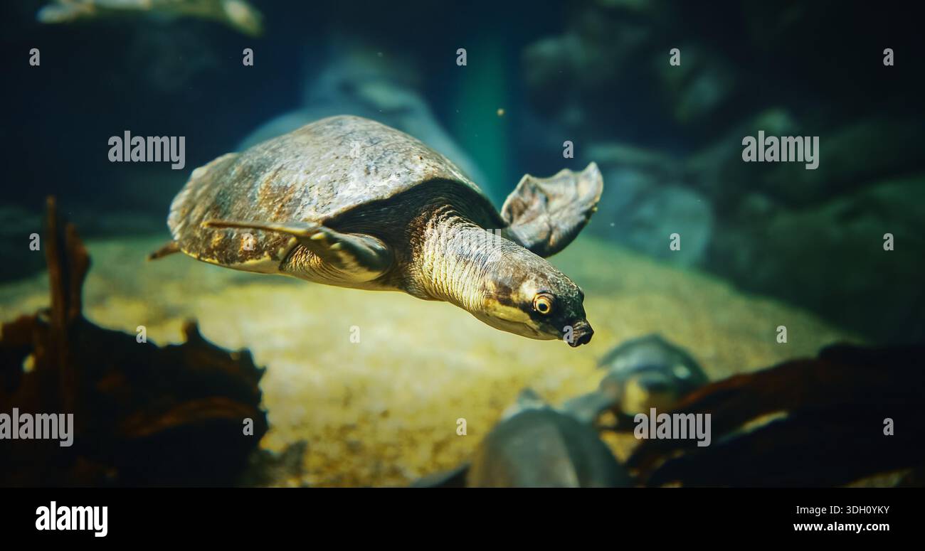 Pig-nosed Turtle Swim In Aquarium Side View. Fly River Turtle Pitted ...