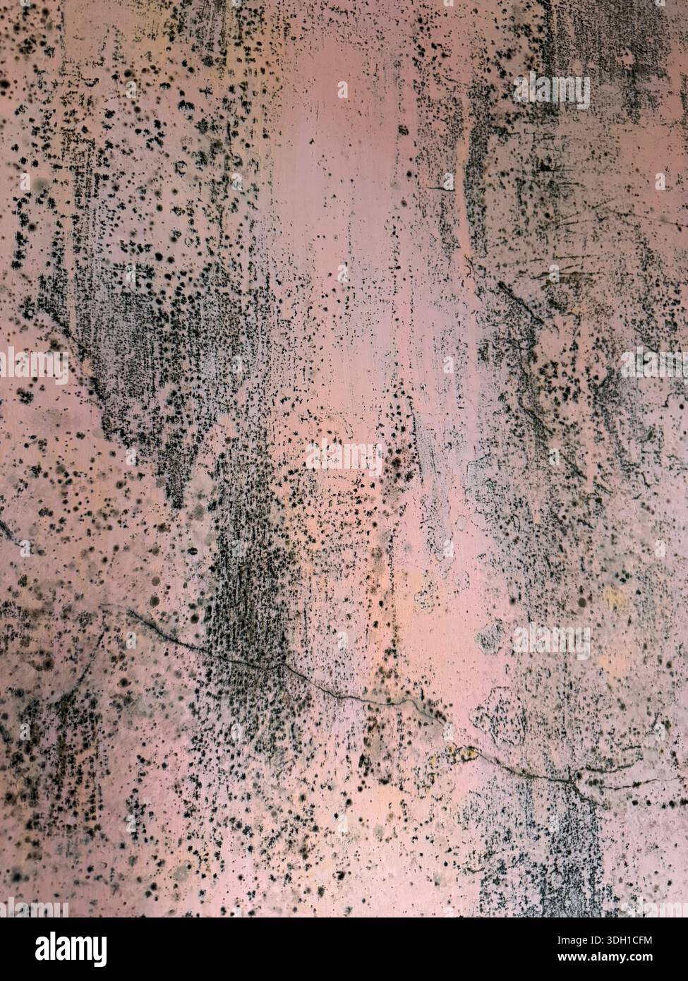 Fungal mold on the wall Stock Photo