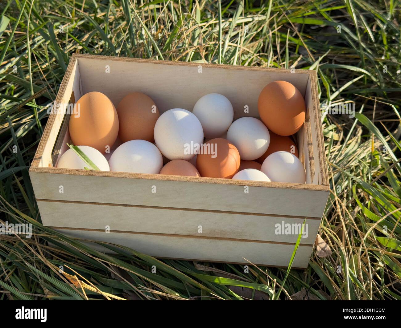 Eggs free range in the grass Stock Photo